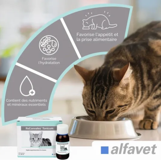 Alfavet ReConvales Tonicum Chat, complément Alimentaire diététique Stimulant l'appétit pour la Convalescence et en Cas de Poids insuffisant, 6 x 45 ML pas de saveur 6 x 45 ml