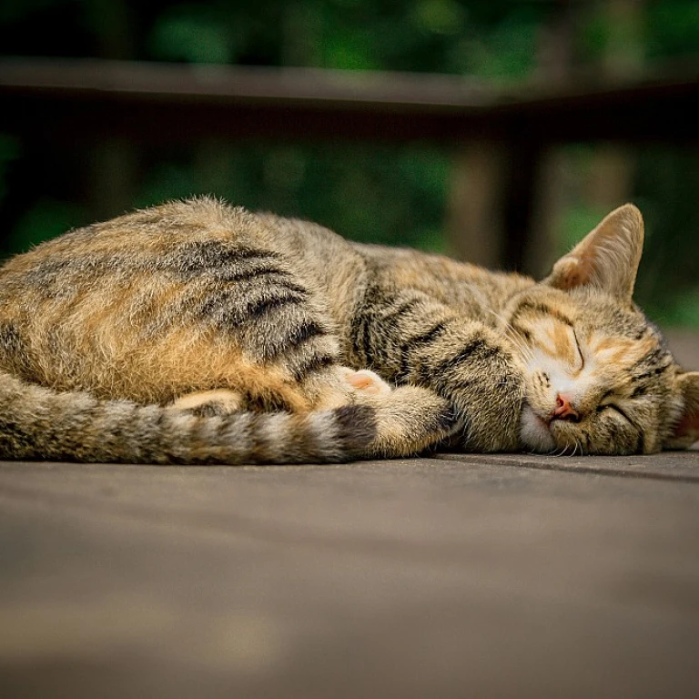 L'huile de chanvre pour le bien-être des chats