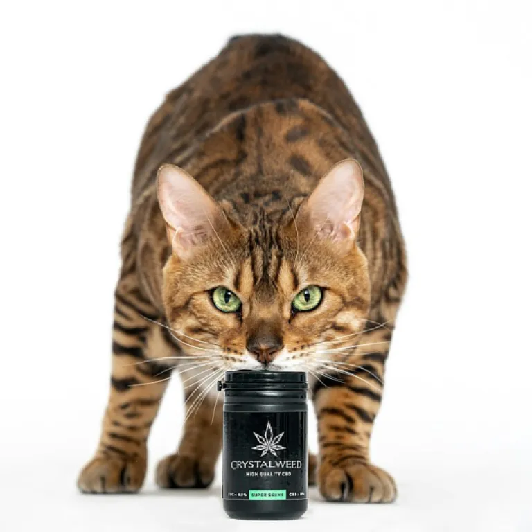 Cbd olea : comprendre son usage et ses effets chez le chat