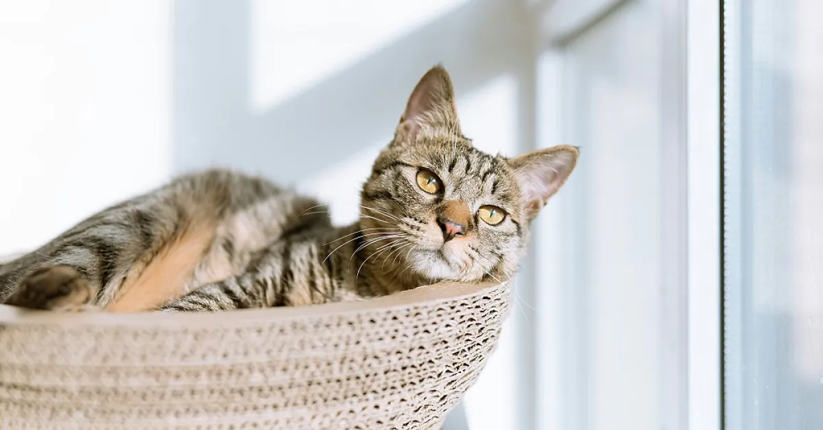 Comment choisir le meilleur antistress pour chat focus sur le CBD — free download