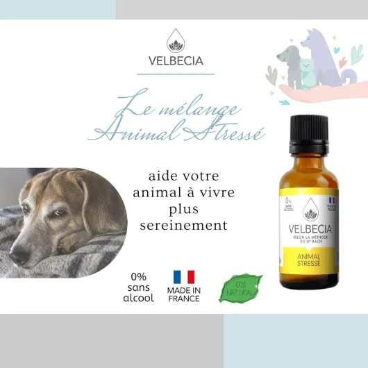 Velbecia Animal stressé 50ml +1 OFFERT Elixirs de fleurs SANS ALCOOL - Méthode du Dr Bach - Peur panique,comportement anxieux,angoisse,agitation,nervosité,chien,chat,cheval