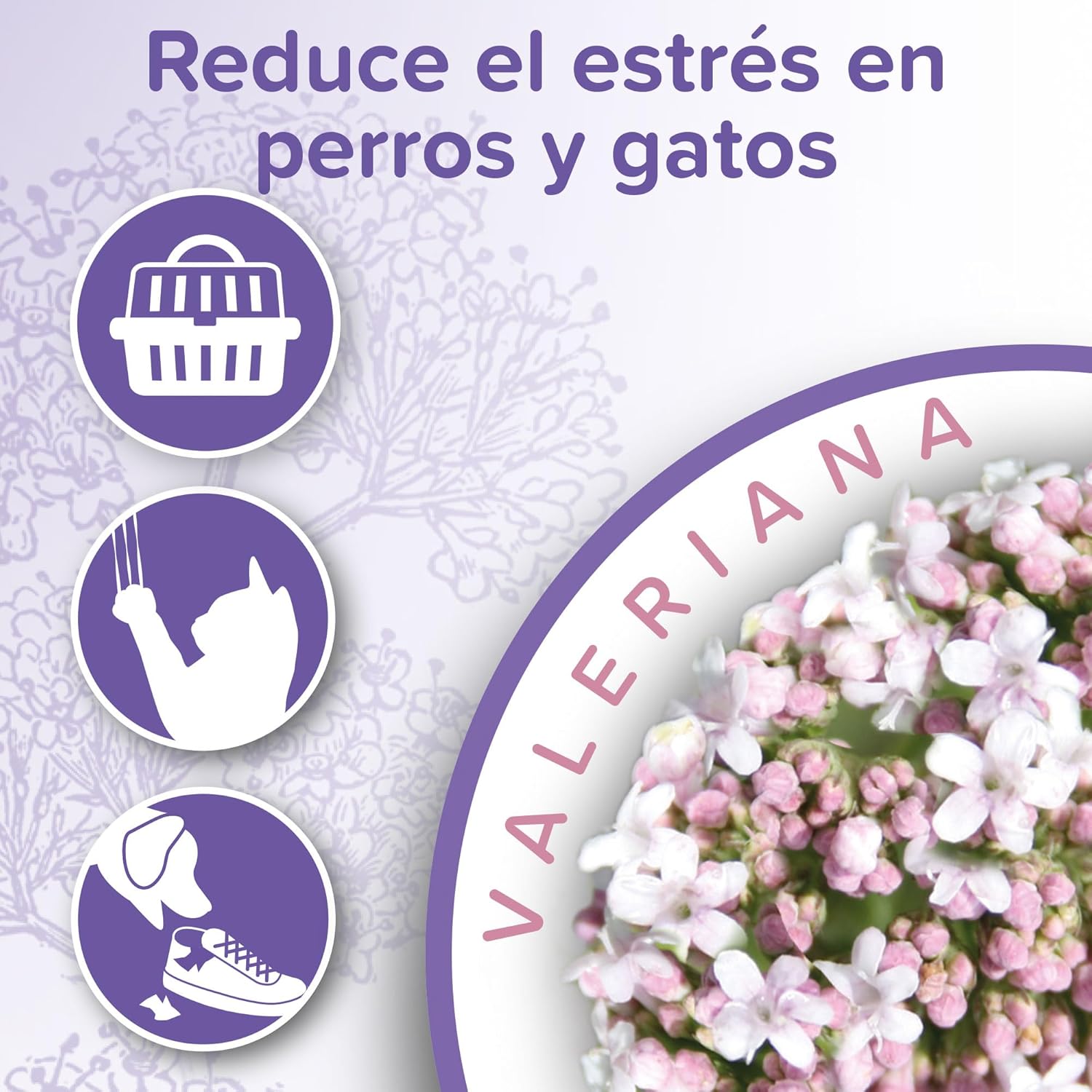 NO Stress – Spray calmant à la Valériane pour Chat – Réduit Le Stress et Les problèmes comportementaux sans dépendance ni Somnolence – Flacon 125 ML – 5 Heures d'action 125 ml (Lot de 1) Spray