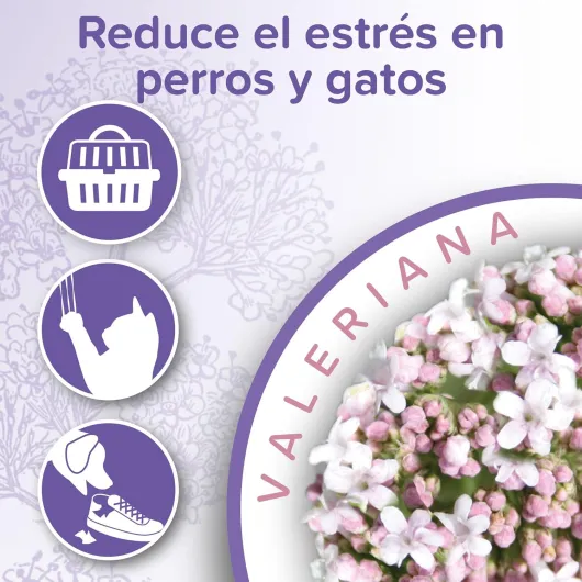 NO Stress – Spray calmant à la Valériane pour Chat – Réduit Le Stress et Les problèmes comportementaux sans dépendance ni Somnolence – Flacon 125 ML – 5 Heures d'action 125 ml (Lot de 1) Spray