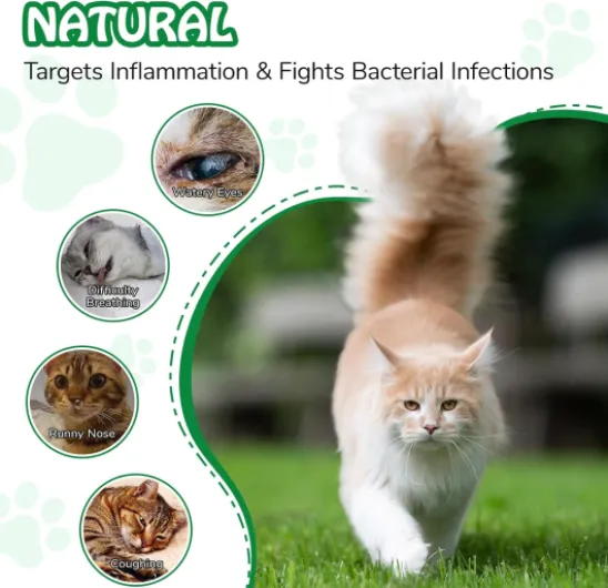 71dnDNQVFDL._AC_SL1500_