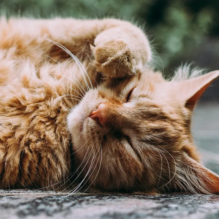 Chat et dermatite miliaire : comprendre, apaiser et prévenir les crises cutanées