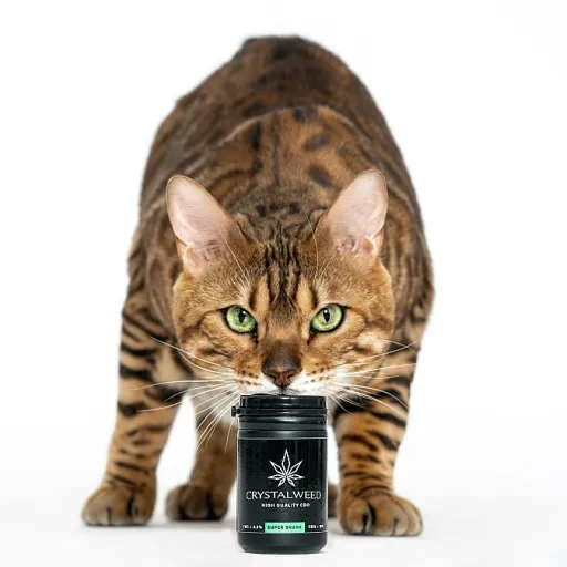 Maladie de la peau du chat en photo : comprendre les lésions avant d’utiliser le CBD