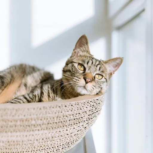Savorial chat et CBD : apaiser le tube digestif des chats sensibles