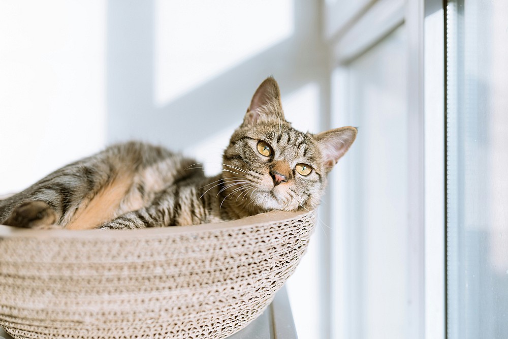 Savorial chat et CBD : apaiser le tube digestif des chats sensibles