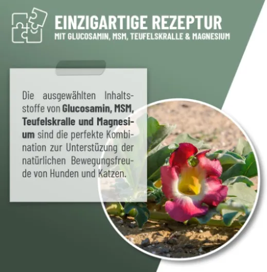 ReaVET Gouttes liquides pour articulations pour chiens et chats – Avec glucosamine, MSM I pour soutenir la mobilité I Gouttes articulaires au lieu de comprimés articulaires Poudre articulaire pour