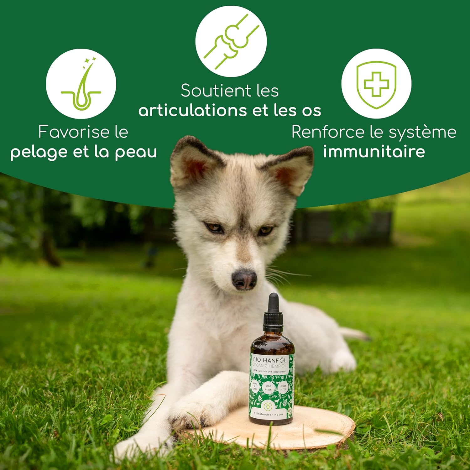 Huile de Chanvre Bio pour Chiens et Chats 50ml - 100% Naturelle et pressée à Froid - Soutien Pelage & Peau grâce aux Oméga 3-6-9, calmant pour Chiens - DE-ÖKO-060