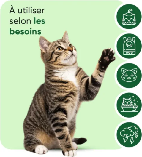 Huile de Graines de Chanvre Pure pour Chats 60ml - Huile Pressée à Froid Riche en Omega 3 6 9 et Source de Vitamines A, B, D - Vitamine Chat Végétale (Hemp Oil)