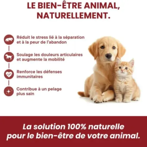 Test Huile végétale pour Chiens 10-15kg PHARMA CBD CARE : petit flacon, petit boost au quotidien