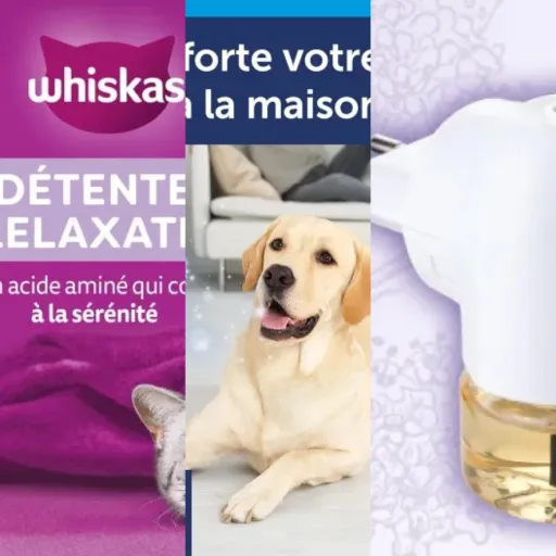 Top 4 : meilleurs cBD gestion du stress quotidien (juin 2026)