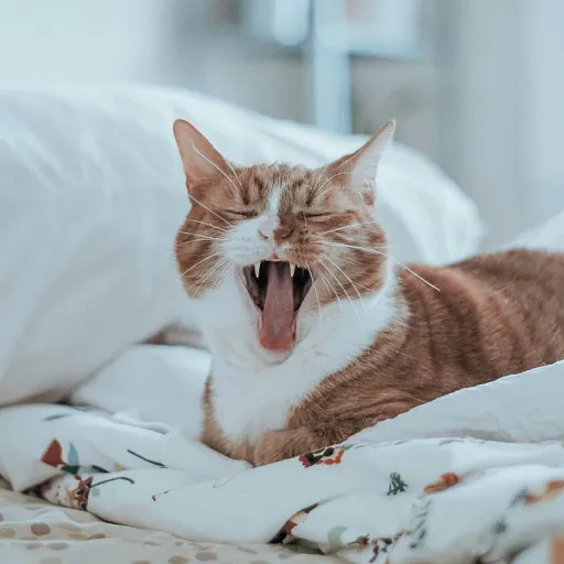 Comment choisir une chatière électronique quand on vit avec un chat sensible au CBD