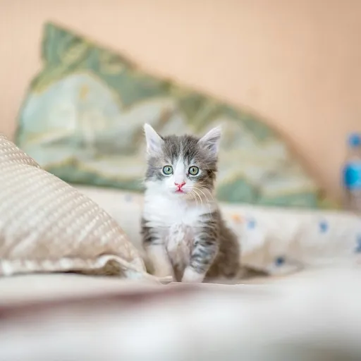 Gastrite chez le chat : comprendre la maladie et sécuriser l’usage du CBD