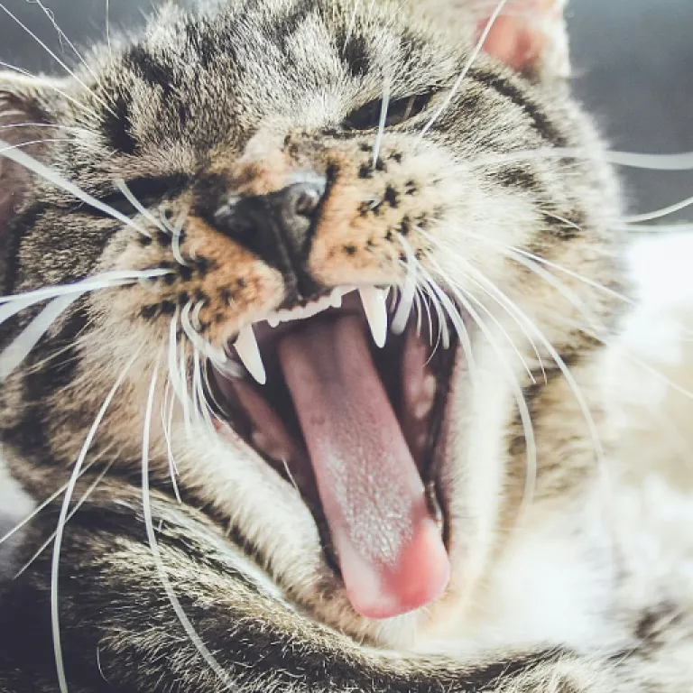 Ulcère à l’œil chez le chat : comprendre, soigner et sécuriser l’usage du CBD